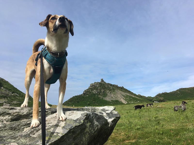 Dog Walking on lead on South West Coast Path